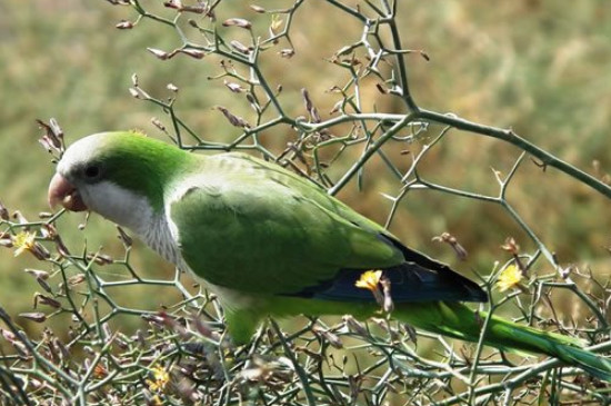 和尚鹦鹉只认一个主人吗