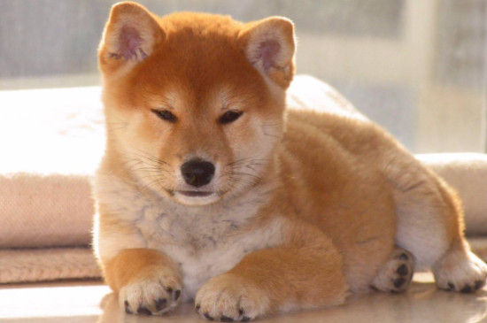 柴犬能吃红薯吗