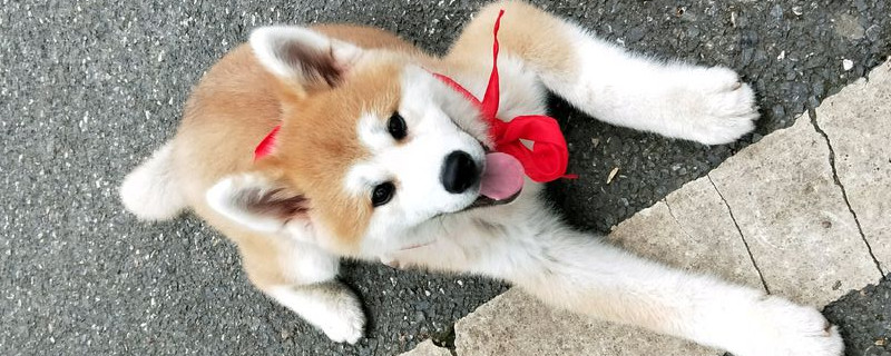 柴犬和秋田犬的区别