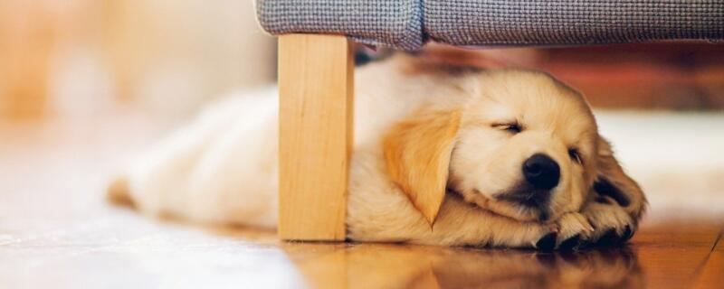 狗狗犬瘟怎么治疗