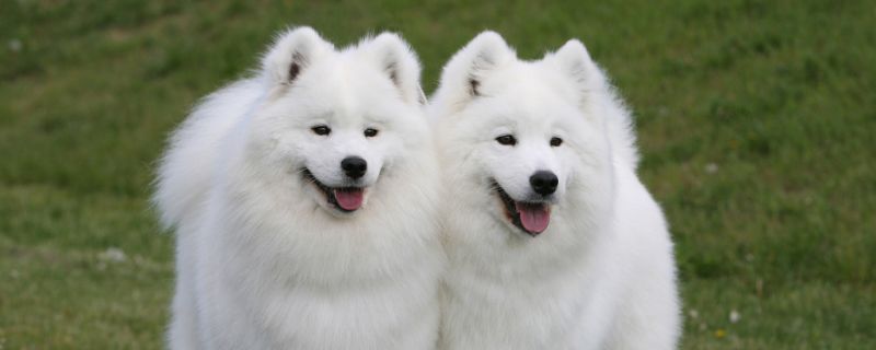 狗狗不爱吃狗粮怎么办