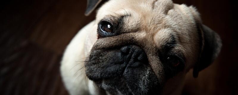 长不大的小狗品种