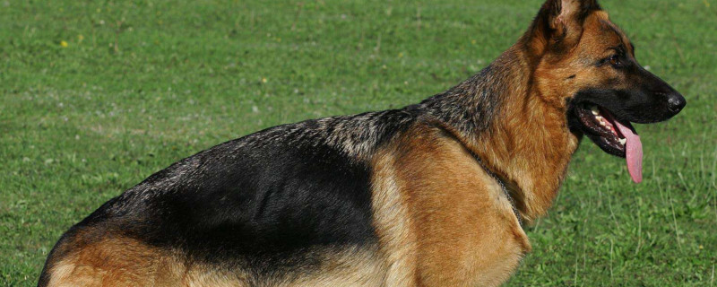 黑背和德牧的区别