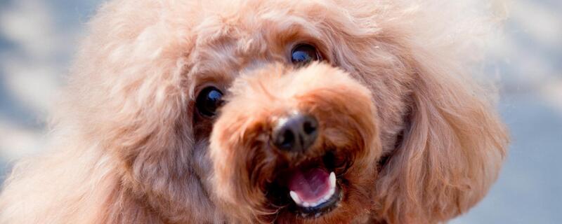 泰迪可以吃香蕉吗