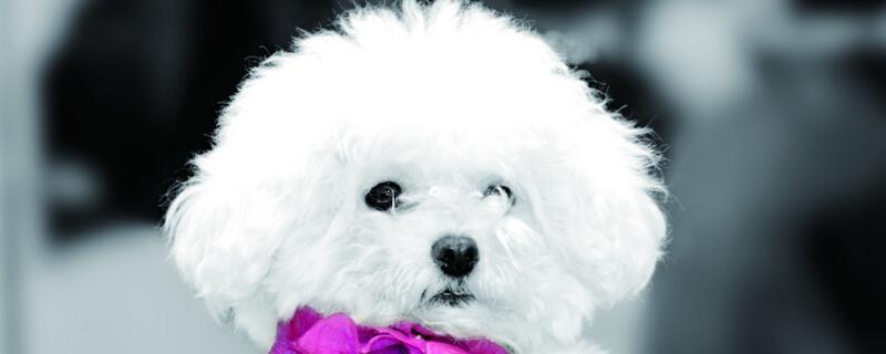 比熊犬掉毛吗