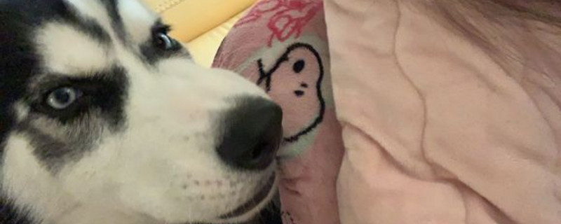 中型犬养什么好