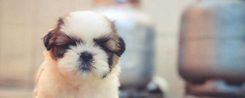 茶杯犬好养吗