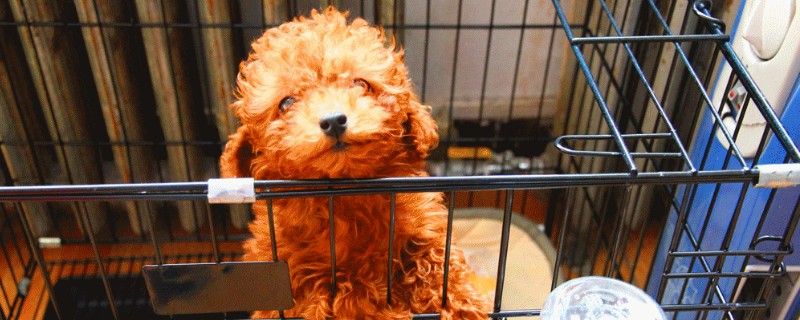 狗狗关笼子哀嚎怎么办