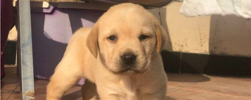 狗狗发烧小妙招