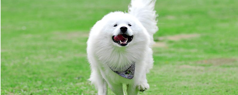 女生适合养什么狗
