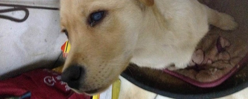 狗狗眼睛发炎的症状