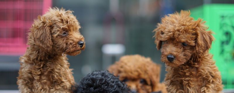 泰迪犬吃什么