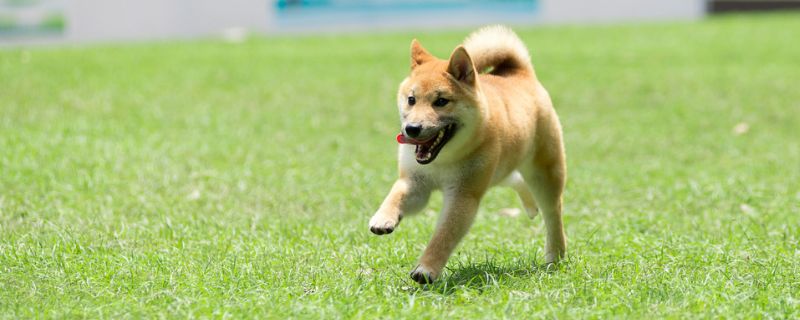 柴犬承认你是主人表现