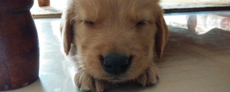 狗狗眼睛流眼泪怎么回事