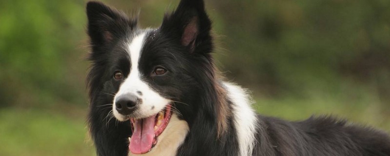 十大聪明犬排名