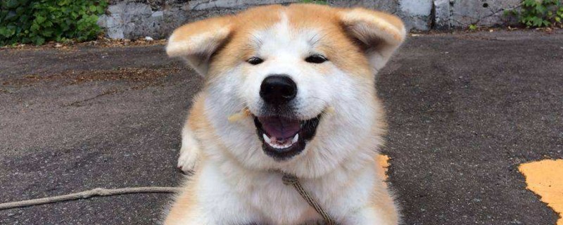 为什么养秋田犬的人少