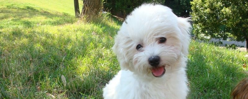 新人养比熊犬注意事项