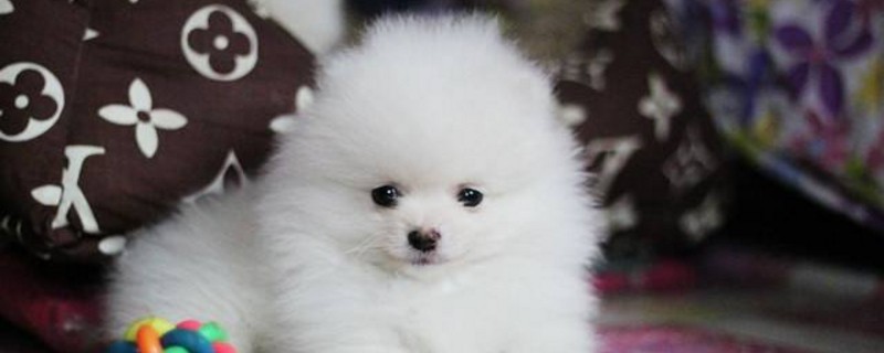 上海博美犬多少钱一只