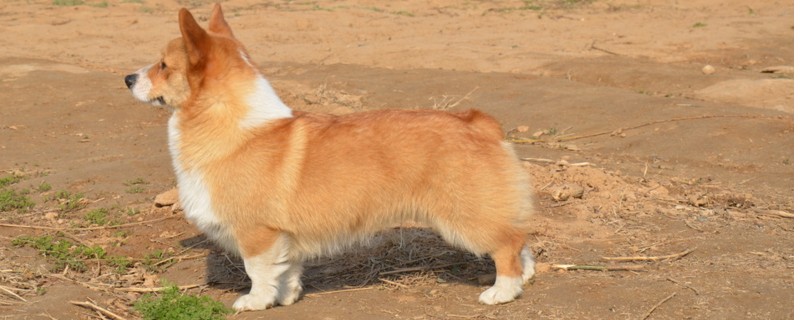 柯基犬一定要断尾吗