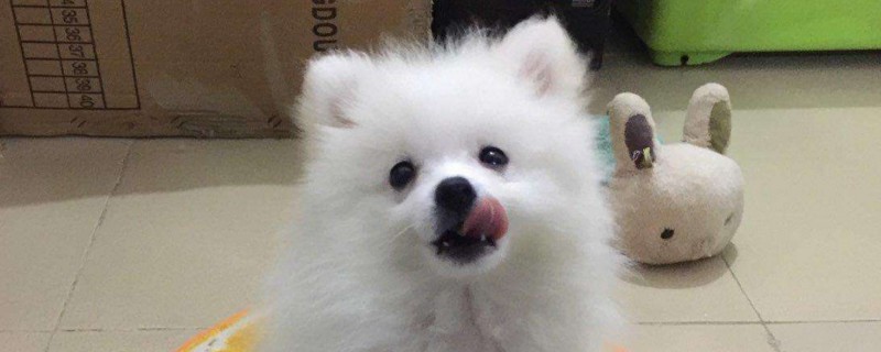 养博美犬要注意什么