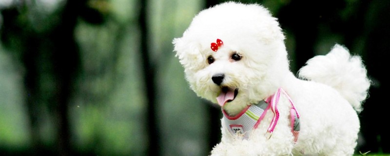 上海比熊犬多少钱一只