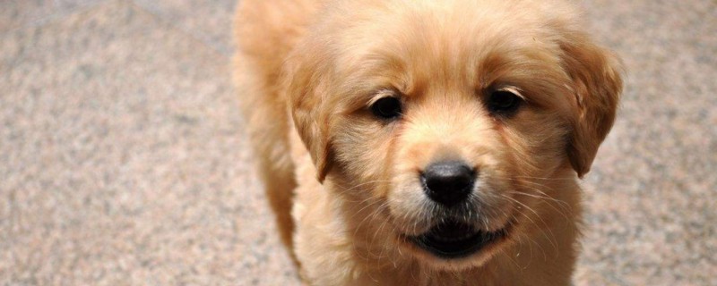 金毛幼犬怎么喂养