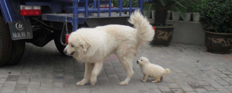 大白熊为什么禁养