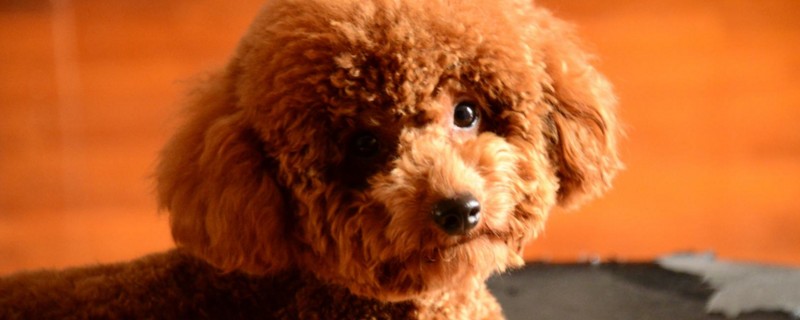 泰迪犬指甲怎么剪