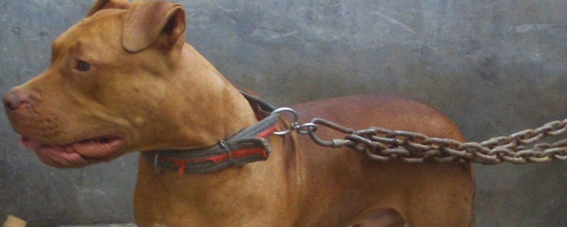 恶霸犬为什么被禁养