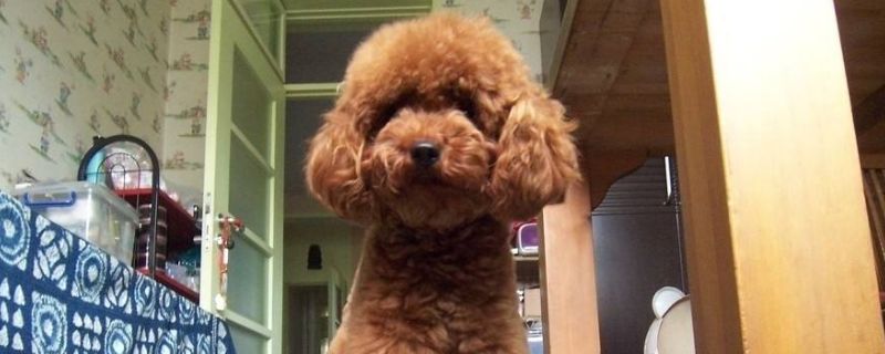 泰迪狗生病了怎么办