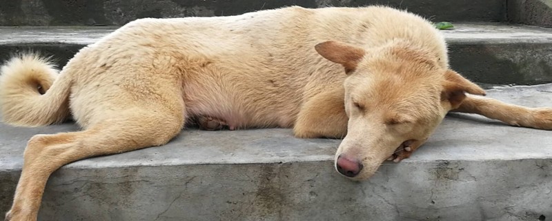 土狗和宠物狗的区别