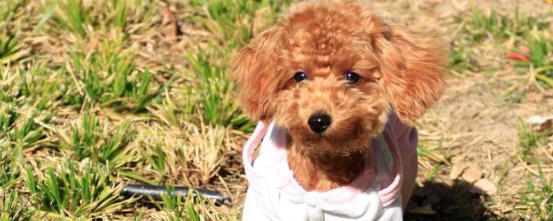 泰迪狗怎么断尾