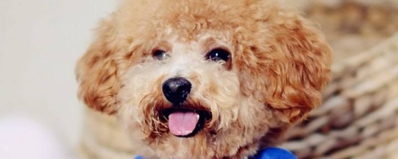 泰迪眼睛小怎么办