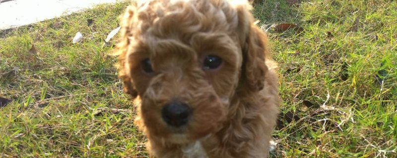 泰迪狗拉稀呕吐怎么办