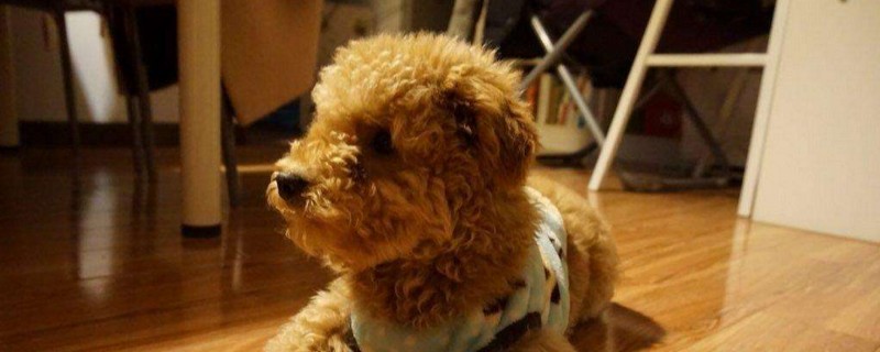 泰迪吐了怎么回事