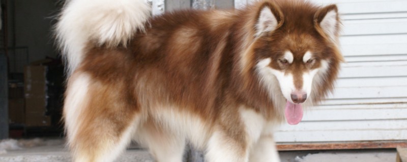 阿拉斯加犬好养吗