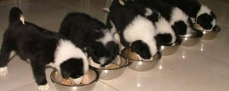 边境牧羊犬吃什么食物