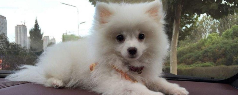 博美抽搐口吐白沫怎么办
