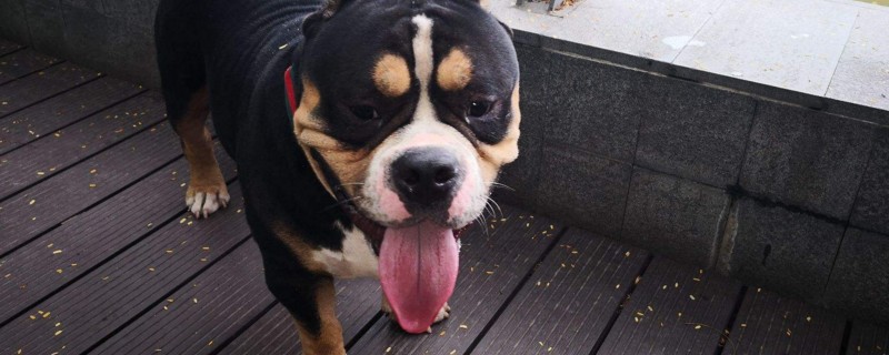 恶霸犬爆头秘诀