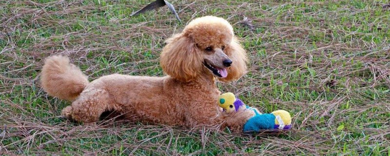 贵宾犬有泪痕怎么办
