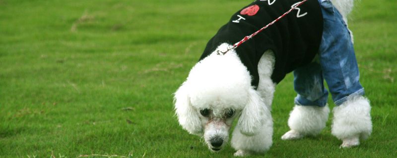 贵宾犬的饲养方法