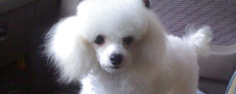 贵宾犬和比熊的区别
