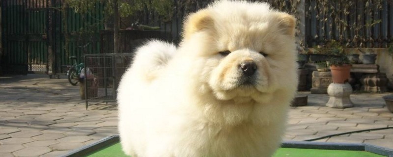 幼犬狗粮吃到几个月