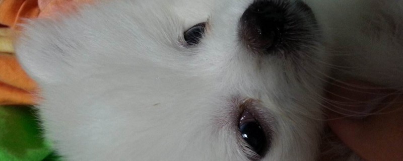狗上火有眼屎怎么办