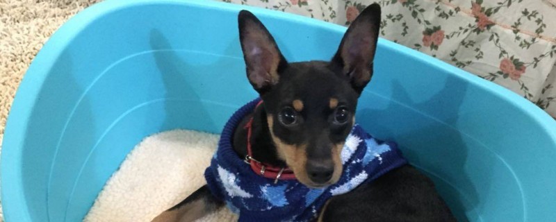 鹿犬和吉娃娃的区别