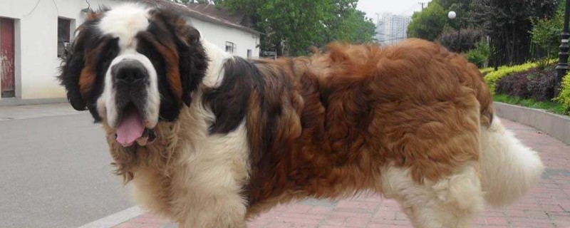 为什么要禁养圣伯纳