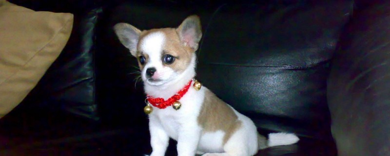 吉娃娃几个月立耳朵