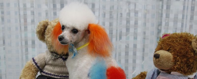 家养小型犬排行榜