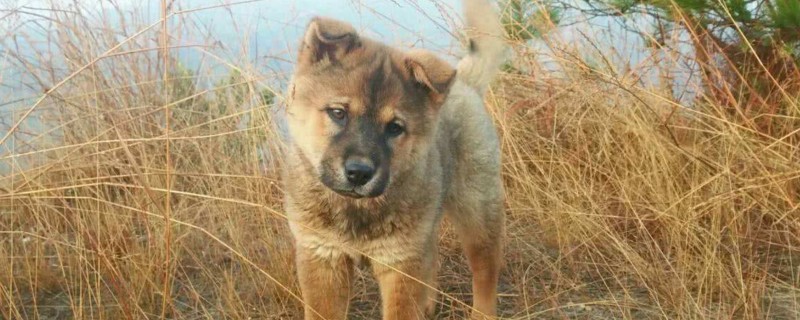 土狗可以当宠物狗养吗