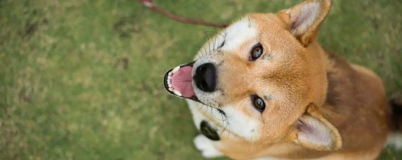 柴犬为什么老笑